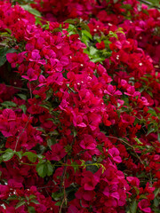 beautiful flowers in the nature