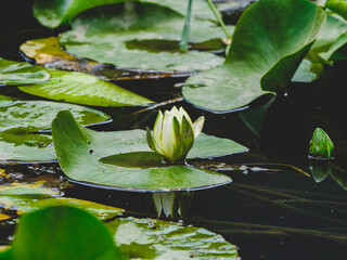 beautiful lotus flower in the forest
