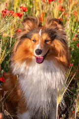 Cute fluffy sable white shetland sheepdog. Portrait of Sheltie, little collie or mini Lassie. Dog...
