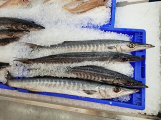 Fresh Pickhandle barracuda at fish market