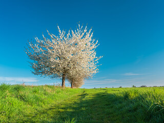 Footpath through green fields with cherry trees in bloom under clear blue sky in spring