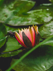 beautiful lotus flower in the forest