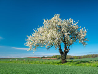 Green Field with Beautiful Old cherry tree in full bloom under blue sky in spring