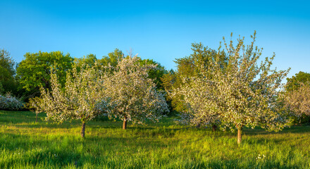 Orchard under clear blue sky in Spring, Apple Trees in Full Bloom, warm evening light