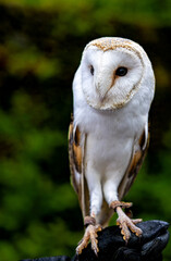 snowy owl portrait
