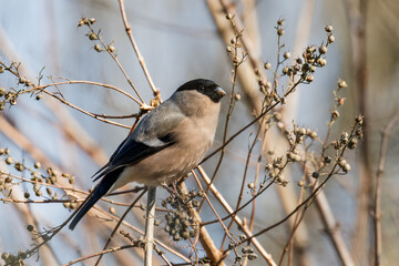 Female Eurasian bullfinch, Pyrrhula pyrrhula is perched on dried branches, surrounded by budding...
