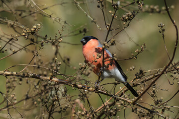 A Eurasian bullfinch, Pyrrhula pyrrhula stands still on bare twigs, surrounded by budding leaves. The bird showcases its vibrant plumage under soft sunlight during a tranquil spring afternoon.