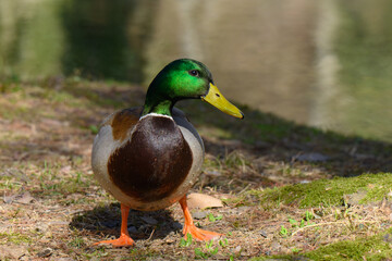 A vibrant male mallard duck, Anas platyrhynchos stands confidently on the grassy bank of a serene waterway, basking in the afternoon sunlight and observing its surroundings with curiosity.