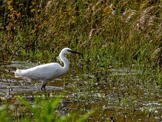 great white heron