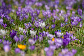 Naklejka premium A lush field filled with blooming purple and white crocuses. The scene captures the essence of spring, with vibrant flowers swaying gently in the breeze under bright sunlight.