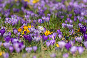 Fototapeta premium Vibrant crocus flowers bloom in a spring meadow, showcasing an array of purple, yellow, and white petals. The lush greenery serves as a backdrop for this seasonal display of nature's beauty.
