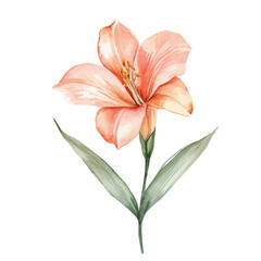 My Watercolor illustration hand-painted Aclair painting illustration isolated on a white background, illustration, AI painting design, vector illustration set, eps format