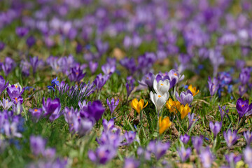 Vibrant crocus flowers in shades of purple, white, and yellow cover the meadow floor. This...