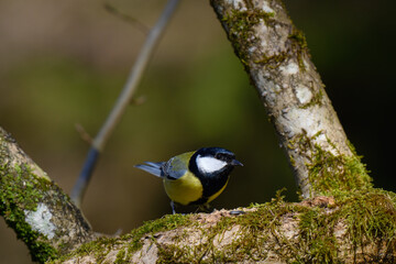 A Great tit, Parus major explores a moss-covered branch in a tranquil forest. The bird's vibrant...
