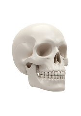 Fototapeta premium Realistic Illustration of Human Skull Skeleton Bone on Transparent Background