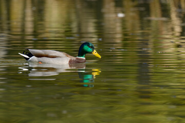 A mallard duck, Anas platyrhynchos glides gracefully across a calm pond. The vibrant colors of its feathers reflect in the clear water, surrounded by lush greenery. A serene moment in nature.