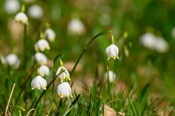 Delicate snowdrop flowers with white petals and yellow accents emerge from green grass in a vibrant...