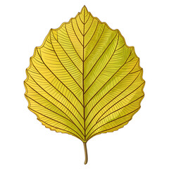 Obraz premium Witch Hazel Leaf Simple Lines isolated on transparent background