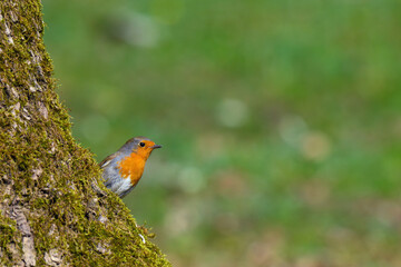 A European robin, Erithacus rubecula stands gracefully on a moss-covered tree trunk during a sunny...