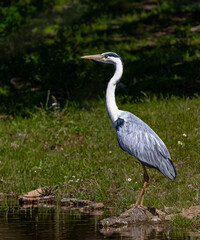 great blue heron
