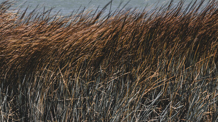 Fototapeta premium beautiful reeds in the lake