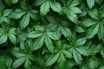Lush green leaves, densely packed