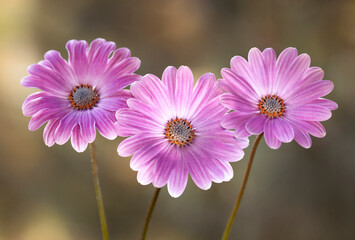 Różowe kwiaty Osteospermum na jasnym tle, zbliżenie, tapeta, dekoracja.	