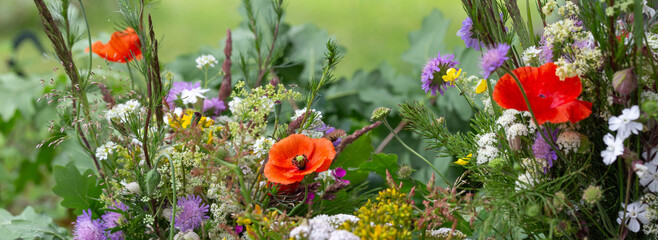 Wildflower banner with red poppies, daisies, clovers, herbs in summer garden, space for text. Ideal for Midsummer, solstice celebrations, natural wellness, pagan traditions, slow living