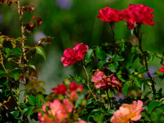 beautiful rose in the nature