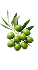 Isolated Close Up Green Olives on a Branch with Transparent Background