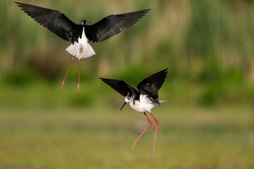 Couple of black-winged stilt (Himantopus himantopus) in flight, very long-legged wader in the avocet and stilt family. Isonzo river mouth nature reserve, Isola della Cona, Friuli Venezia Giulia, Italy