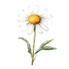 My Watercolor illustration, white chamomile painting illustration isolated on a white background, illustration, AI painting design, vector illustration set, eps format