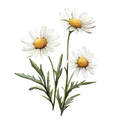 My Watercolor illustration, chamomile branches painting illustration isolated on a white background, illustration, AI painting design, vector illustration set, eps format