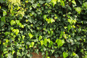 ivy. A green living wall of plants. Natural background. ivy. A green living wall of plants. Natural background.