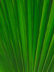 Obraz premium palm tree leaf background