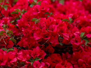 beautiful flowers in the nature