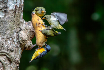 a group of Orange bellied flowerpecker eating banana	