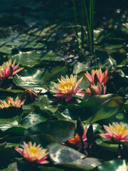 beautiful lotus flower in the forest