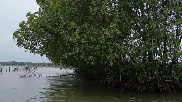 travel to the mangrove tree in the firth beach