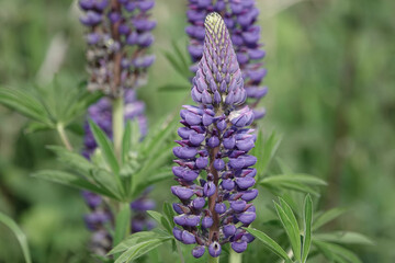 Garden Lupine (Lupinus polyphyllus) growing on waste ground