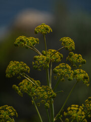 beautiful flowers in the nature