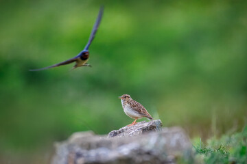 On a spring evening, an adult male Woodlark sings from a rock as a Barn Swallow flies overhead...