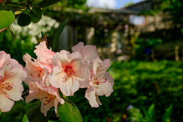 Obraz premium Rhododendron blooming in May in North Yorkshire smallholding garden at 900ft. UK