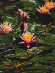 beautiful lotus flower in the forest