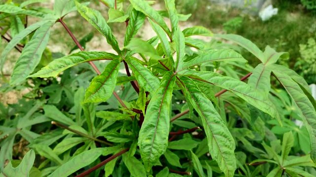 Gedi plant Abelmoschus manihot. Herbal plants that are good for health