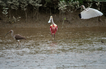 The roseate spoonbill (Platalea ajaja) is a species of spoonbill in the ibis family. It lives in humid regions between the southern United States and South America.
