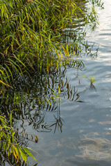 Green shoreline reeds bending into still water, distorted reflections on calm surface, natural lakeside detail.
