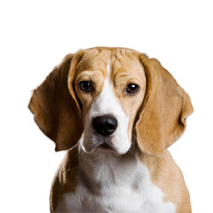 beagle puppy isolated on white