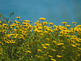beautiful flowers in the nature