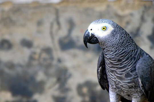 A close view of gray parrot